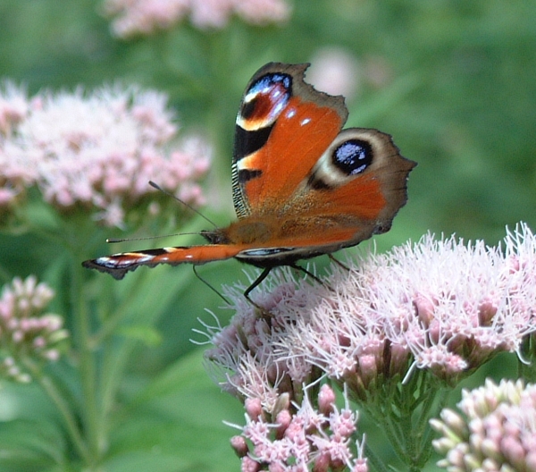 Aglais io